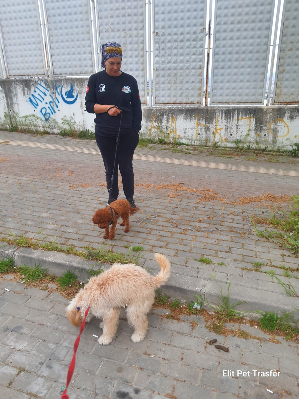 Kısa Bir Uyku Molası Zeytin