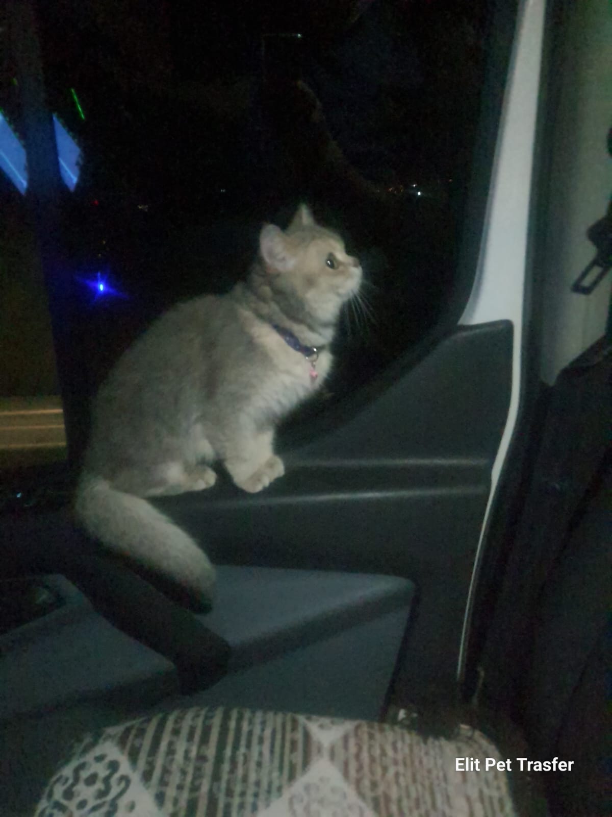Görkemli ve Nazik Dost Bobo